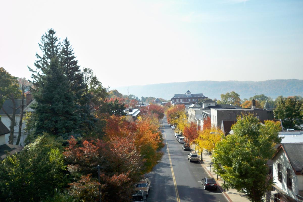 Autumn Trees along street